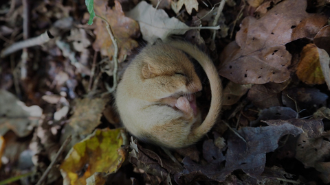 Dormouse