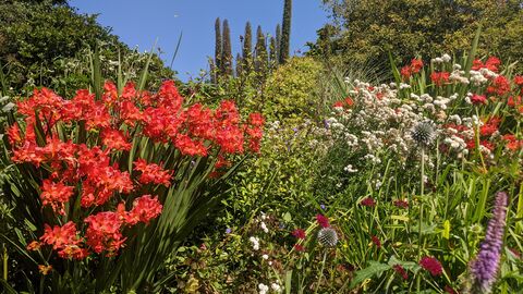 Flowers at Bolts Quarry Farm