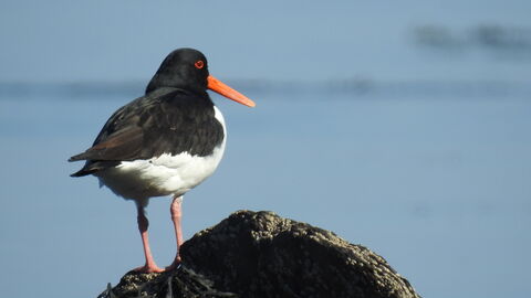 Oyster catcher Looe Island