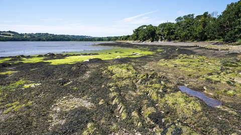 Tamar Estuary landscape by Ben Watkins