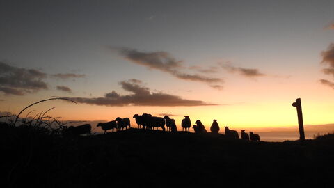 Sunset Shetland Sheep, Looe Island