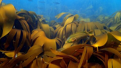 Wrasse amongst a kelp bed