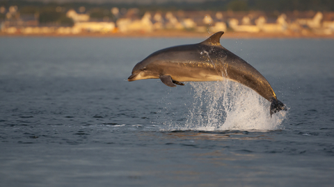 Bottlenose Dolphin - John MacPherson/2020VISION