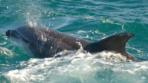 Bottlenose dolphin at St Ives Bay