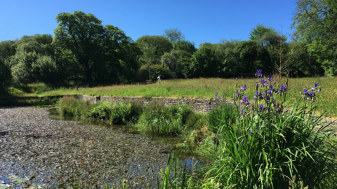 A sunny photograph of Higher Trenedden garden, showing a wildlife pond and reeds in the foreground and trees in the background.