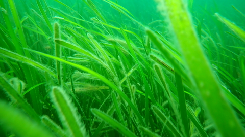 A close-up of a seagrass meadow undersea