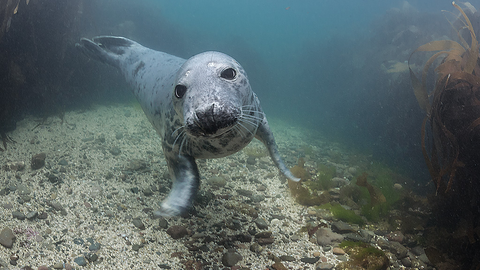 Grey seal