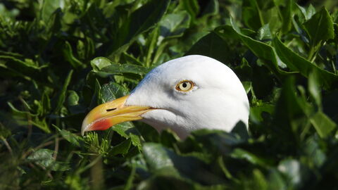 The side profile of a herring gull surrounded by green leaves - just the bird's head is visible