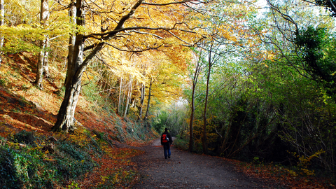 Walk in the woods