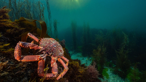 European spider crab