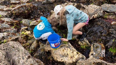 Rockpool Ramble