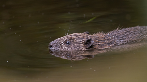 European beaver by Adrian Langdon