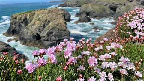 Sea thrift near Padstow. Image Matt Walpole