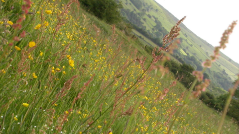 A view across a grassy meadow