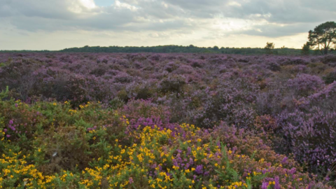 A view across flowering heathland, pink and purple heather with a sunset in the background.