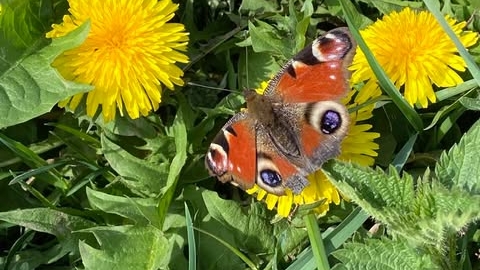 A peacock butterfly perches on mixed vegetation, including dandelions