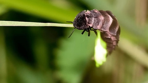 close up of a glow worm on a leaf