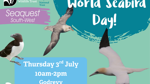 A poster with images of seabirds advertising an event for World Seabird Day on Thu 3 July at Godrevy