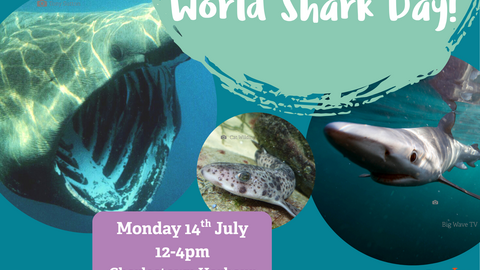 british sharks