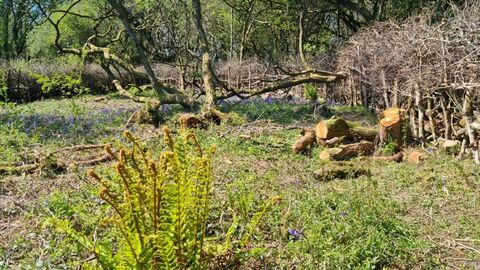 Coppicing works, Helman Tor