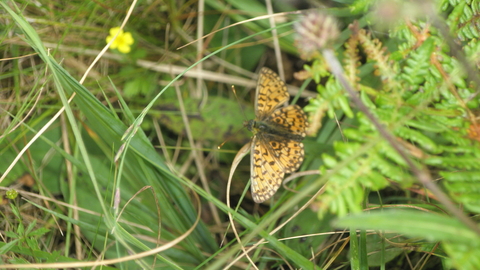 A small butterfly amongst grass and green ferns