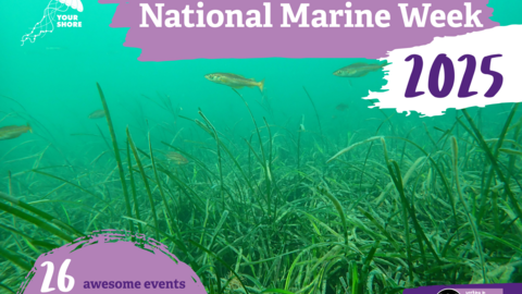 seagrass meadow with fish