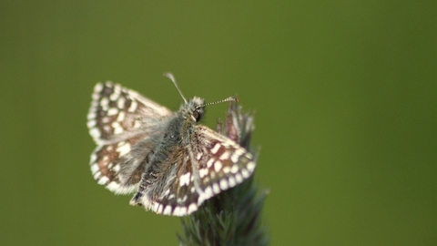 a brown butterfly on a plant