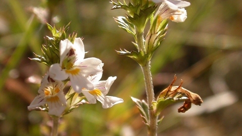 A flower from a sand dune