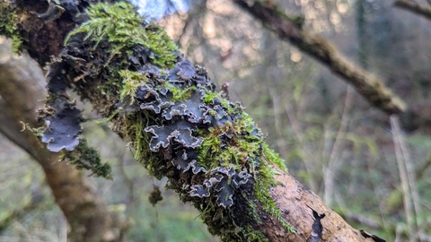 Close up of black flowery-edged lichen and moss on a tree branch