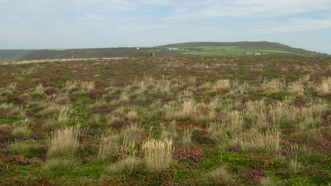 Heathland landscape
