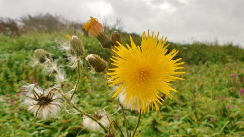 A sow-thistle against a green background