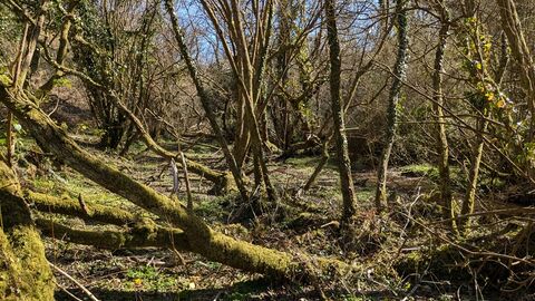 A woodland with trees covered with lichens and mosses, typical of a temperate rainforest habitat