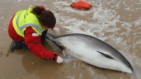 A lady in a red coat with a yellow hi vis jacket on attends to a stranded marine mammal in the shallow