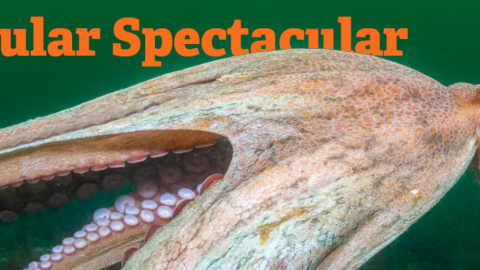 Photo of an octopus with title tentacular spectacular in orange photo by Kirsty Andrews