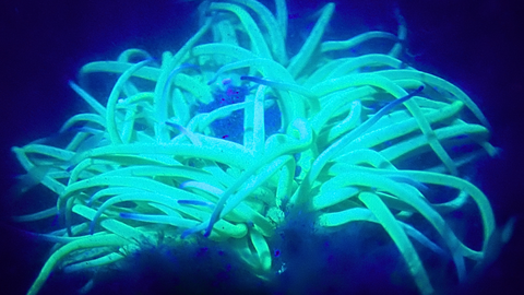 Biofluorescent anenome