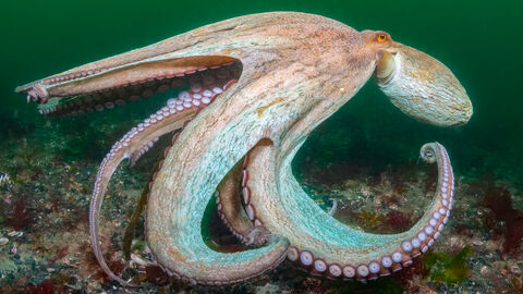 A large octopus underwater, displaying its extended arms with visible suction cups. The octopus has a mottled brown and pale blue coloration and is positioned on a rocky seabed with patches of seaweed.