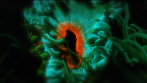 Macro close up image from Rockpool (film)