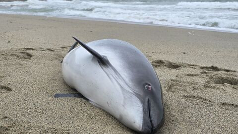 Dead Pregnant Porpoise