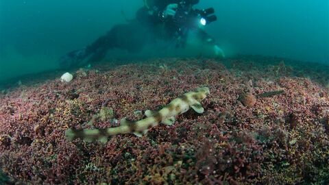 Diver over maerl with a catshark