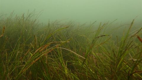 intertidal seagrass