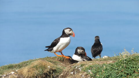 Puffins on an island