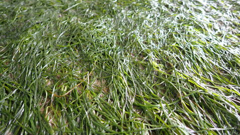 intertidal seagrass uncovered by a low tide