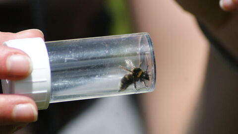 A person holds a small clear plastic tube containing a bee.