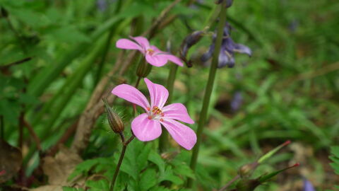 2 pink flowers with wide petals are in focus, with green foliage and a few bluebells in the background