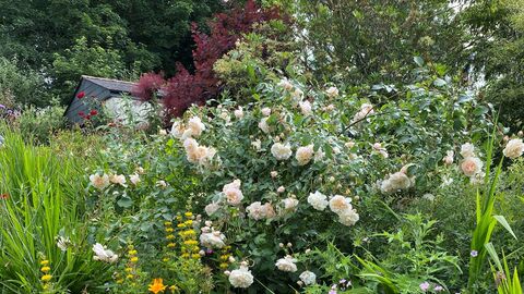 Large rose bush among a bed of other plants and flowers