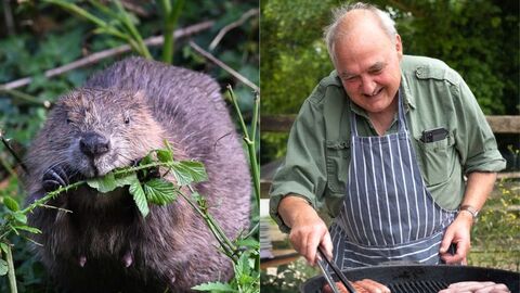 Two images side by side: One of a beaver, the other of a man smiling while he cooks sausages on a BBQ