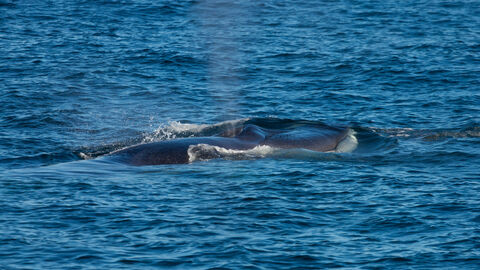 A whale just visible on the surface of the sea