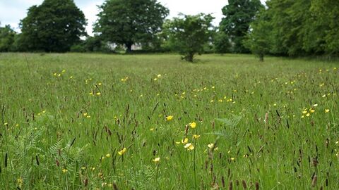 A meadow with wild flowers, trees are visible in the distance 