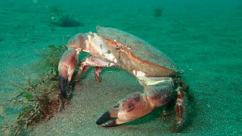 Brown crab underwater