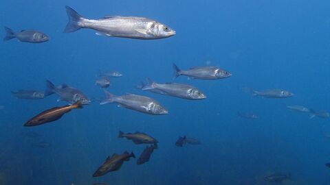 Shoal of bass underwater